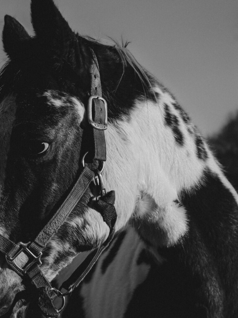 Laura Elsie Grace Photography