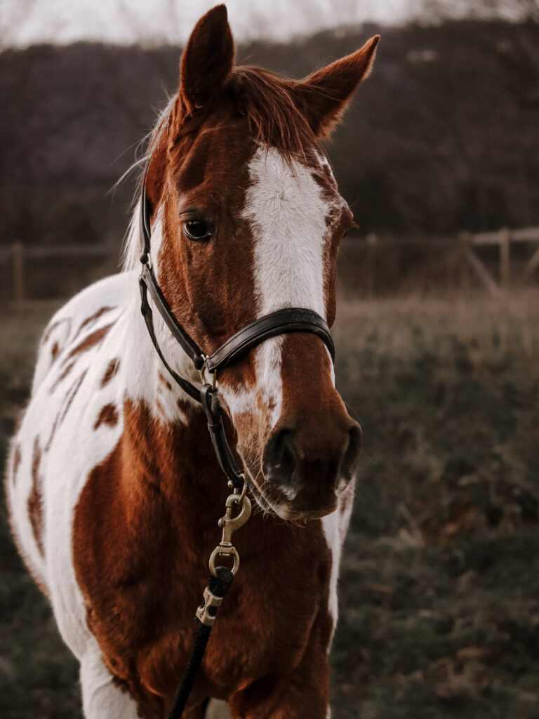 Laura Elsie Grace Photography