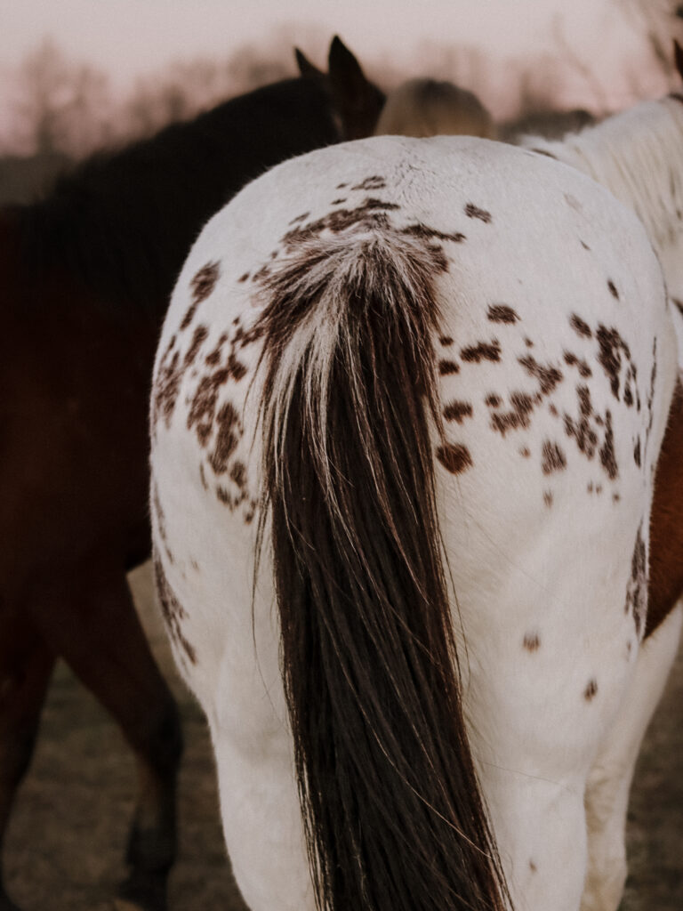 Laura Elsie Grace Photography